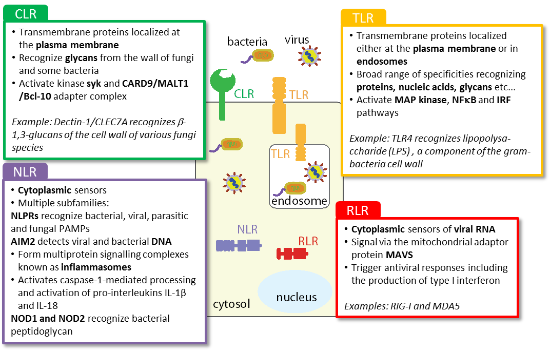 pattern-recognition-receptor-prrs-ligands-british-society-for-immunology